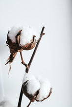 Load image into Gallery viewer, Close up photo of cotton ingredient