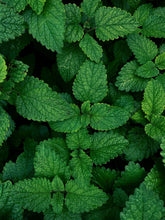Load image into Gallery viewer, Close up of peppermint leaves